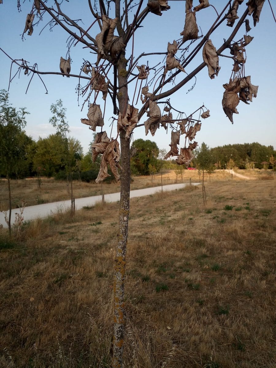 Arbol seco 2 scaled