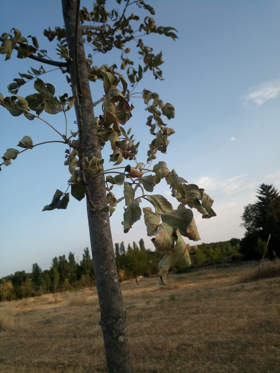 Arbol seco 3 scaled